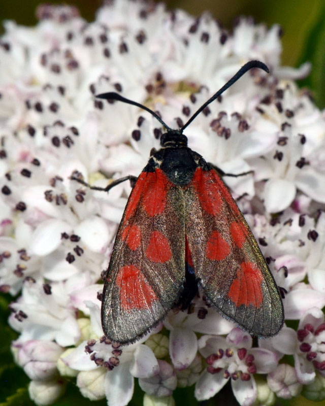 Zygaena exulans ?